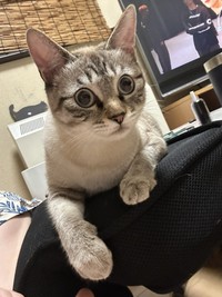 しま模様に変身！（もずのあさん提供）