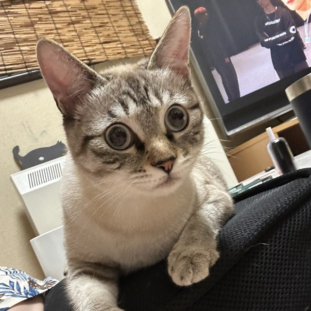 しま模様に変身！（もずのあさん提供）