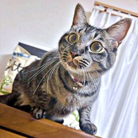 人も猫の大好き。社交的なのりまきくん（画像提供：ぽにょこロイドさん）