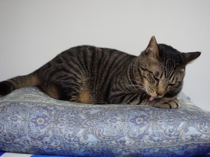 寝る準備しよう