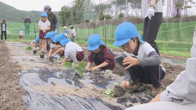 耕作放棄地で園児が農業体験　マクワウリとサツマイモの苗を植える　岡山・備前市