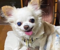 アリッサちゃんは好奇心旺盛なワンコです