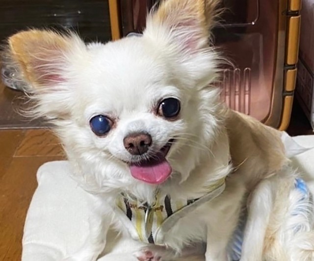 アリッサちゃんは好奇心旺盛なワンコです