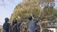 待ち遠しい“春の便り”　岡山県の「桜の開花状況」観測の結果は…？