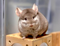 つぶらな瞳で見つめるぴのちゃん（提供：チンチラのぴのさん）