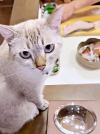 お刺身を器に入れてもらうまでじっと待つくうちゃん（画像提供：無重力猫ミルコのお家さん）