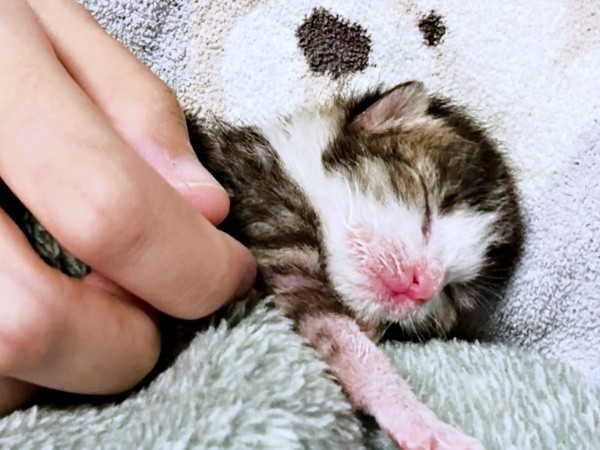 生後0日、へその緒がついたまま保護されたにものちゃん（画像提供：にものちゃんねる【保護猫日記】さん）
