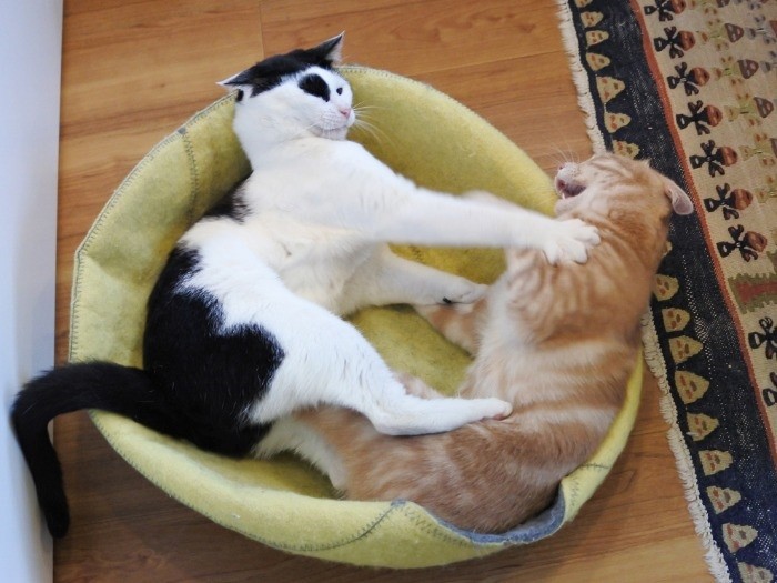 やめて、でも仲良いから近くにいるのね（mimoeさん提供）