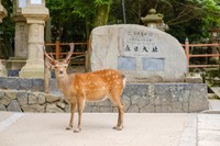 鹿と春日大社の石碑　奈良市（Rummy & Rummy/stock.adobe.com）