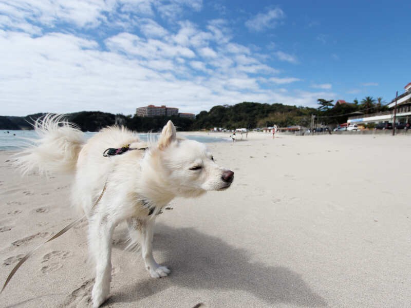 だから面白がって足のつかないところまで連れて行ったら水嫌いになった