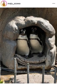 小沢真珠インスタグラム＠maju_ozawaより