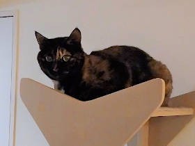 外出自粛で猫もヒトも全員集合　下がるレア度と変わるおやつ事情