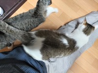 お母さんのお膝にのるあさりくん（右）。隣のキジ白ちゃんは、あさりくんの仲良しさんです
