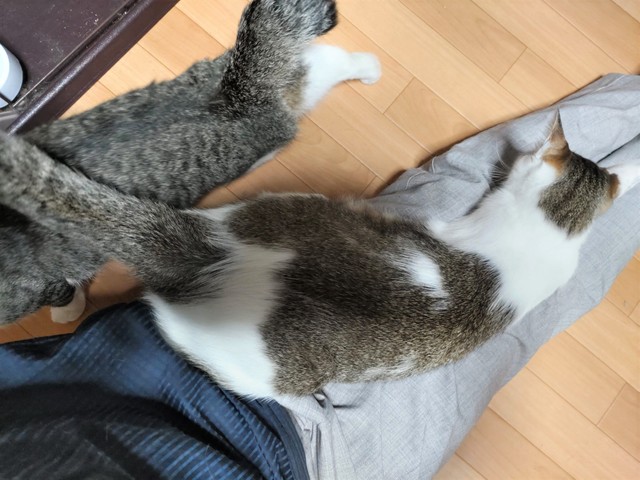 お母さんのお膝にのるあさりくん（右）。隣のキジ白ちゃんは、あさりくんの仲良しさんです
