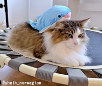サメのぬいぐるみを背負ったシィクくん（画像提供：シィク : 猫アカさん）
