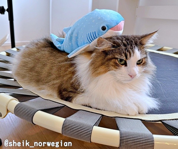 サメのぬいぐるみを背負ったシィクくん（画像提供：シィク : 猫アカさん）
