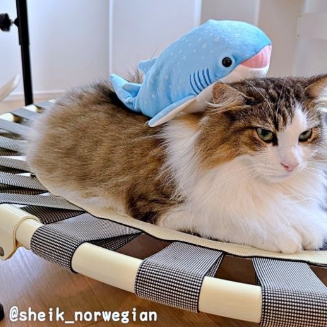 サメのぬいぐるみを背負ったシィクくん（画像提供：シィク : 猫アカさん）