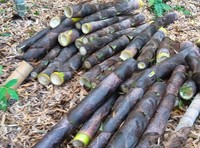 高橋石油　提供