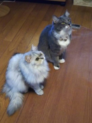 仲良く何を見ているのかな？