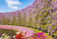 あしかがフラワーパーク　むらさき藤のスクリーン※画像はイメージです（Yuta1127/stock.adobe.com）