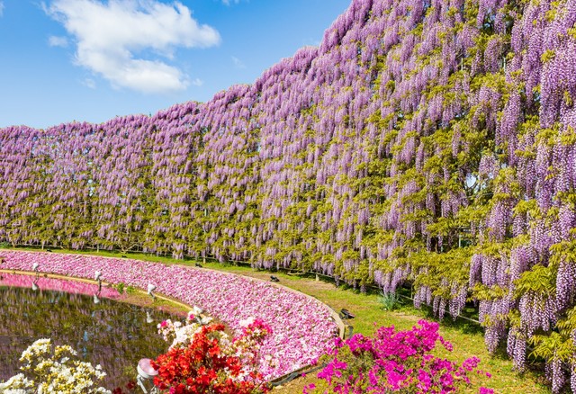 あしかがフラワーパーク　むらさき藤のスクリーン※画像はイメージです（Yuta1127/stock.adobe.com）