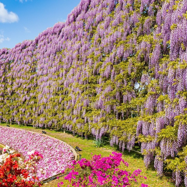 あしかがフラワーパーク　むらさき藤のスクリーン※画像はイメージです（Yuta1127/stock.adobe.com）