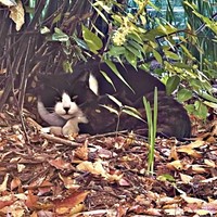 保護前、草むらからこちらを見つめるハッチャン（画像提供：ハッチャンさん）