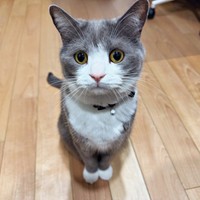 「おやつ、まだ？」 ちょこんと座って待つしらたまくん（画像提供：わがやのねこさん）