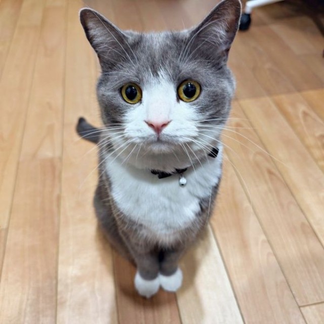 「おやつ、まだ？」 ちょこんと座って待つしらたまくん（画像提供：わがやのねこさん）