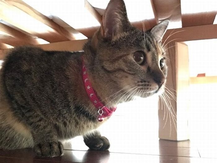 やっぱり狭い所が好き