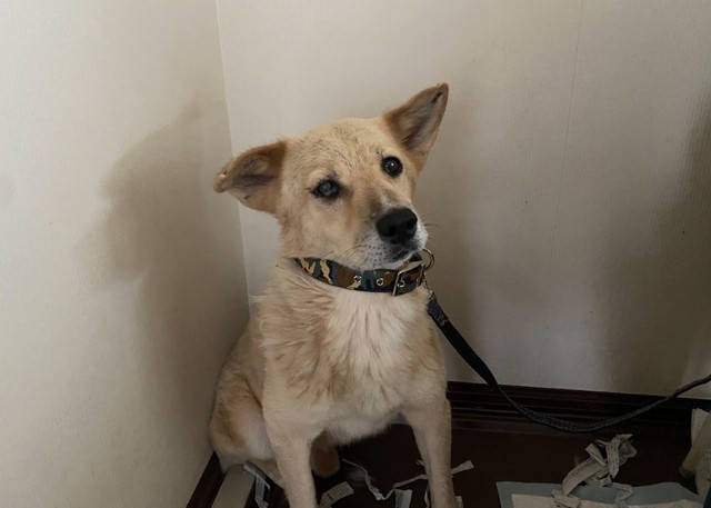 【ビフォー写真】犬猫の保護・譲渡活動を行う施設で初めて首輪を着けられて…（写真提供＝ALL AS ONE）