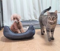 くつろぐ先住のリラさん（左）と涼しげな表情を浮かべるそらくん（右）（画像提供：車で来た猫そらさん）