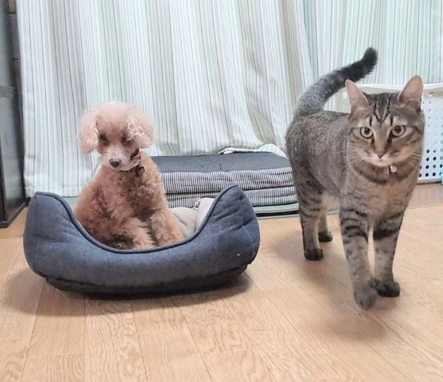 くつろぐ先住のリラさん（左）と涼しげな表情を浮かべるそらくん（右）（画像提供：車で来た猫そらさん）