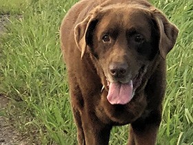 田んぼ道がお気に入りの散歩コース　ラブラドール「チャーリー」