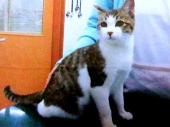 保護主さんが病院で撮影したサブちゃん（画像提供：KIYOKOさん）