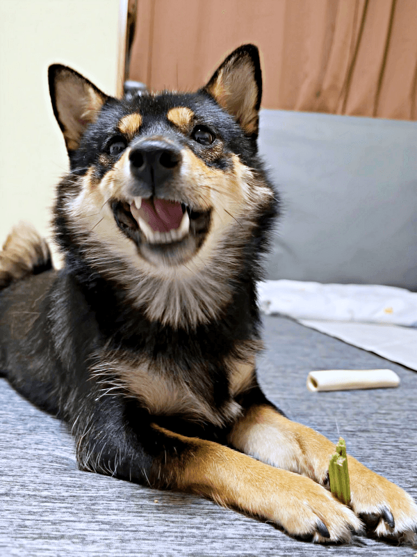 おうちでまったり過ごすこまちちゃん（画像提供：黒柴 こまちさん）