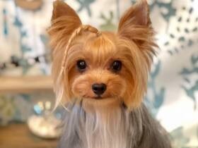 おかっぱ＆三つ編みで夏のお嬢さんに変身　ヨークシャテリア「真子」