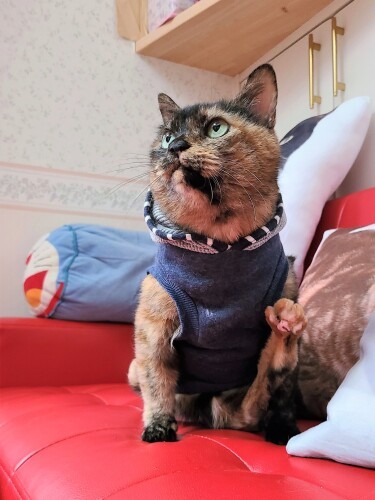 瞳の色は、きれいなマスカットグリーン