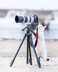 もふもふなカメラにゃん（提供：Ryostory1124 銀座富士ギャラリー写真展 7/24までさん）