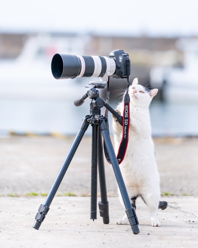 もふもふなカメラにゃん（提供：Ryostory1124 銀座富士ギャラリー写真展 7/24までさん）