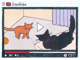 遊び？ケンカ？　研究者がネコ同士の取っ組み合いを調査「声を出してると闘争に近い」