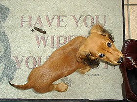 子犬のトイレ、失敗しないために「排泄の場所」を管理しよう