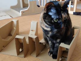 愛猫たちの“マイブーム”　年を取るほど、飽きるのが早くなる切なさと葛藤