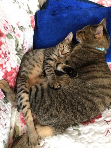 寝る時は甘えてぎゅ～（提供写真）