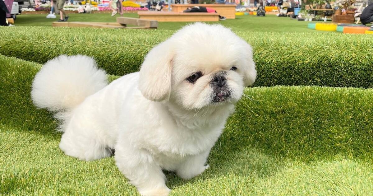 おちゃめでぶさかわ 譲渡会で出会ったペキニーズ「ぷっち」は愛され上手 | 犬・猫との幸せな暮らしのためのペット情報サイト「sippo」