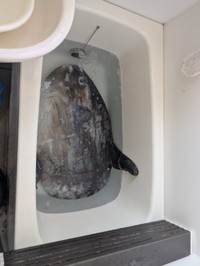 まさかの浴槽の中にマンボウ！（提供：奇食崇拝者 Rikutoさん）
