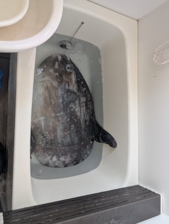 まさかの浴槽の中にマンボウ！（提供：奇食崇拝者 Rikutoさん）