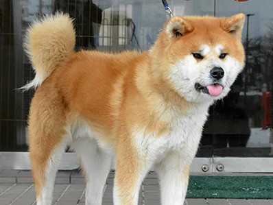 壇蜜さんが思わず「もふもふ」したくなる「秋田犬」の魅力