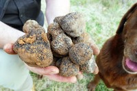 1時間弱のトリュフ狩り体験で収穫したトリュフ=2021年6月14日、キャンベラ近郊、小暮哲夫撮影
