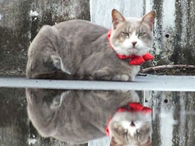 雨上がりにベランダをパトロール　ミックス猫の「ルイ」